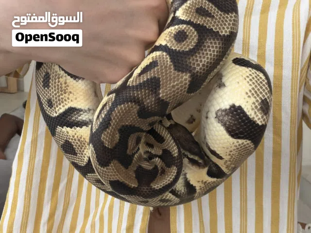 ثعبان Python