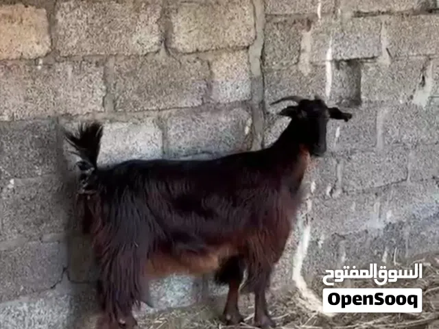 شاه حلال الحو