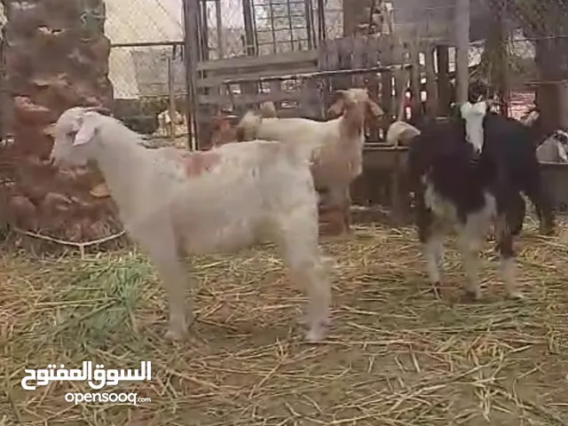 تيوسه 15 راس للبيع