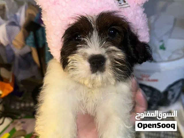 Poodle with passport