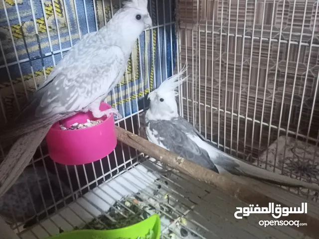 كوكتيل كوكتيل