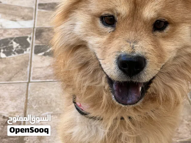 كلب تشاو تشاو للبدل على جيتار