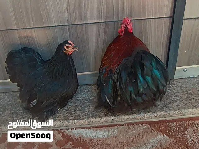 كوبيه استرالي ربي يبارك