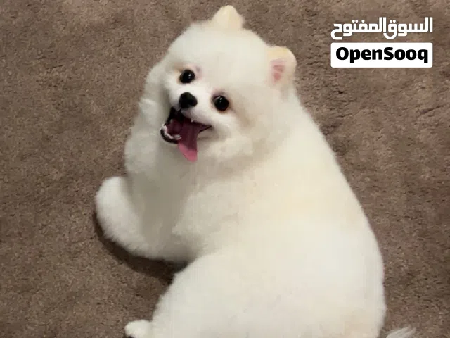 كلب بومرينيان ذكر للبيع