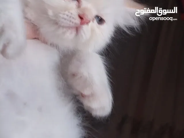 قطط هيمالايا اورانج بيور من ام زورار واب هاف بيكى