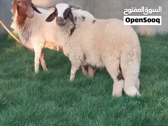 نعجة بسم الله ماشاء الله ولدها محدها صغيرة سنها سداس المكان تاجوراء البيفي