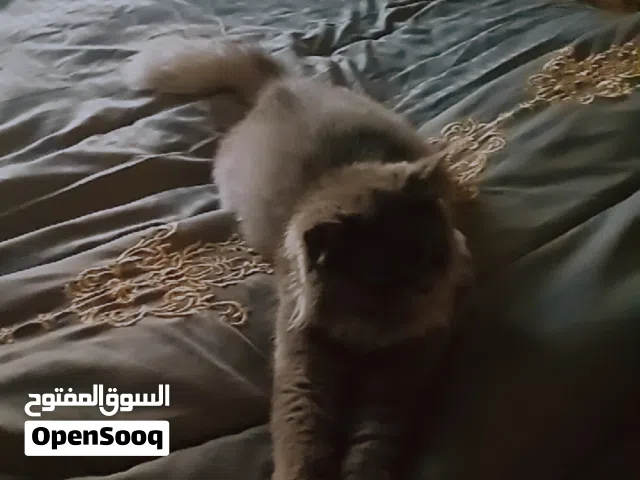 قطة سكوتش فولد