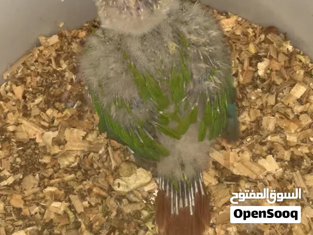 كنيور اليناس زق مراوس ابدرة او بيع