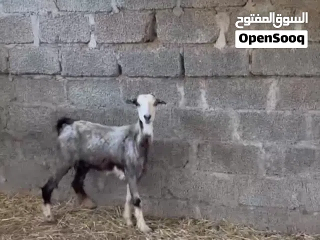 صخله حلال الرحوب