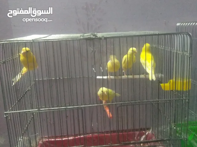 متاح 8 طيور كنار العمر من 3 شهور الى سنه بين فحول واناثي