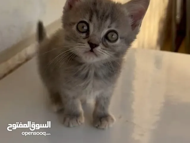 قطط صغيرة عمر 3 أشهر عدد 6 للبيع