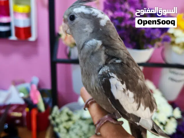 كوكتيل أليف