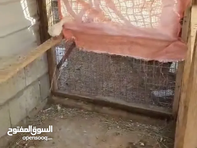 حمام للبيع