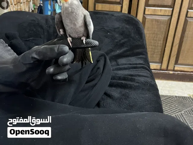 ذكر كوكتيل وانثى روز للبيع