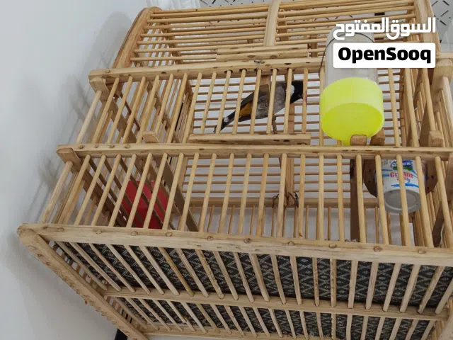 بلبل طور للبيع