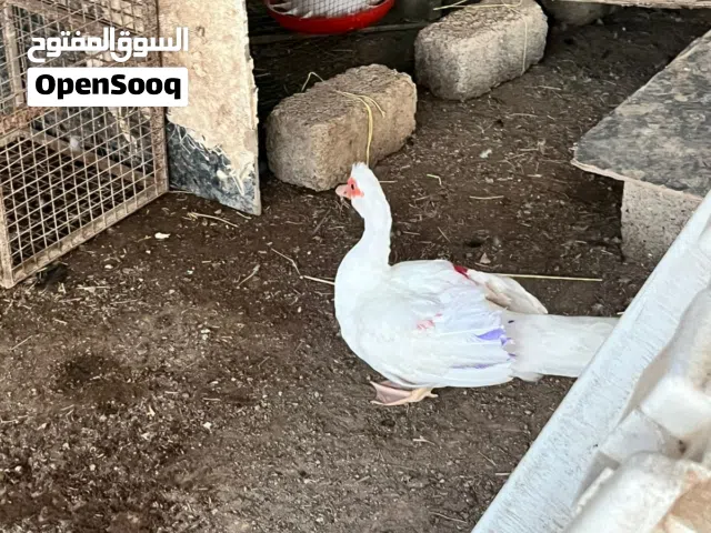 يوجد بط ودجاج اقبل البدل