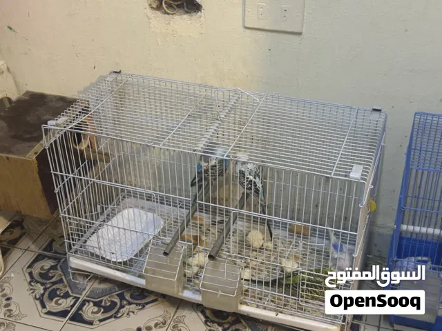 للبيع طيور بادجي