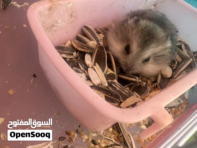هامستر روسي