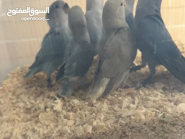 فروخ روز فواتح وازرق