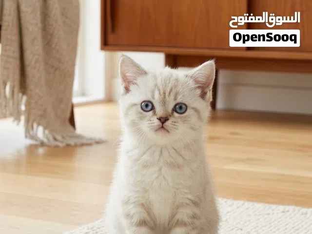 كتن سكوتش بيرشن مكس سكوتش سيامي تشوكليت