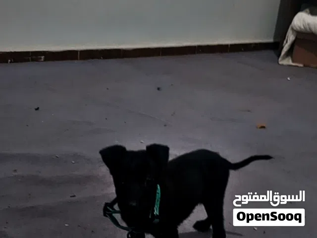 زوز كوت مكسيكي ربي يبارك شراسه فدم اقرا الوصف