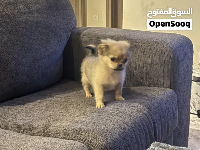 كلب بومارينيان عمره 3 شهور معاه جواز سفر وماخذ جميع تطعيماته