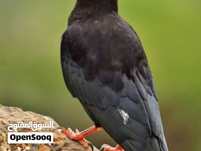 مطلوب فرخ غراب توصيل