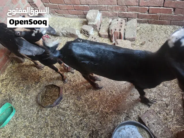 معزتين. بلدي مضروبين. من جدي خليط شامي العشر بختك رزقك الاتنين مع بعض ب 8300 جنية فقط لا غير