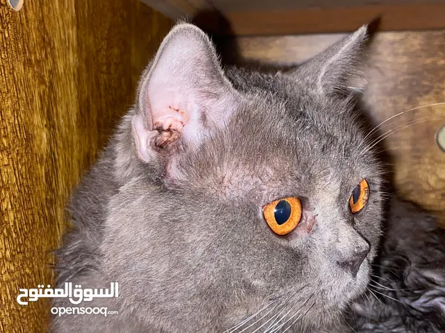 سنور بريطاني.