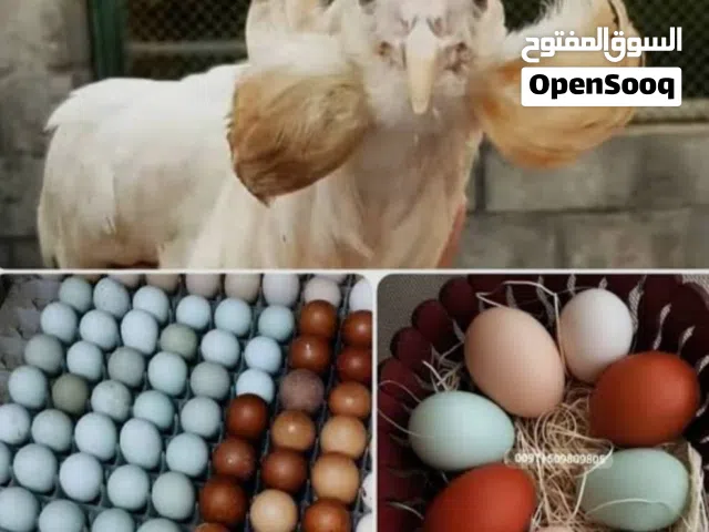 بيض اركانا للبيع مخصب مضمون ضمان بسعر 2000