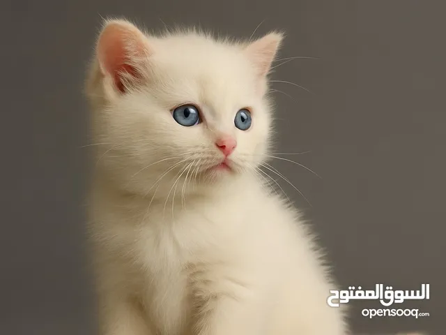 قطط صغيره سكوتش فولد وتركش عمرهم 50 يوم تقريبا لعوبات ومتعودين على اللتر بوكس