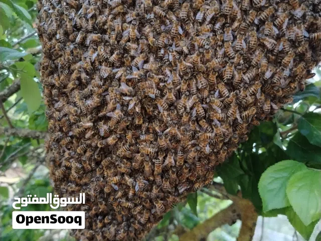 مطلوب عصافير للبدل على عسل بلدي
