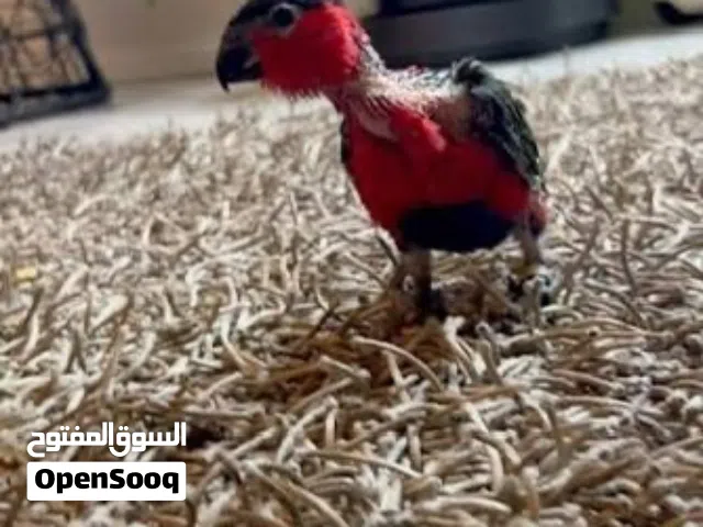 ببغاء لوري بلاك كاب