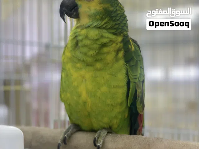 Amazone blue fronted jaako