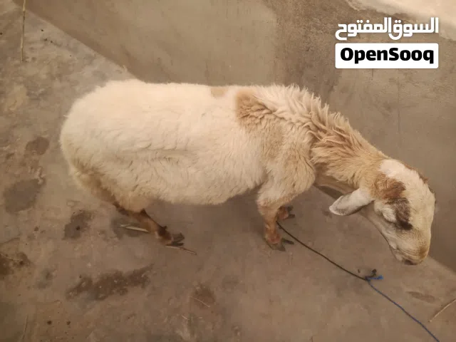 للبيع بسعر عرطه جاهز ومتوفر اضاحي العيد متوفر عندنا الحق ننفسك قبل مايففوتك وتندم سعره 400000