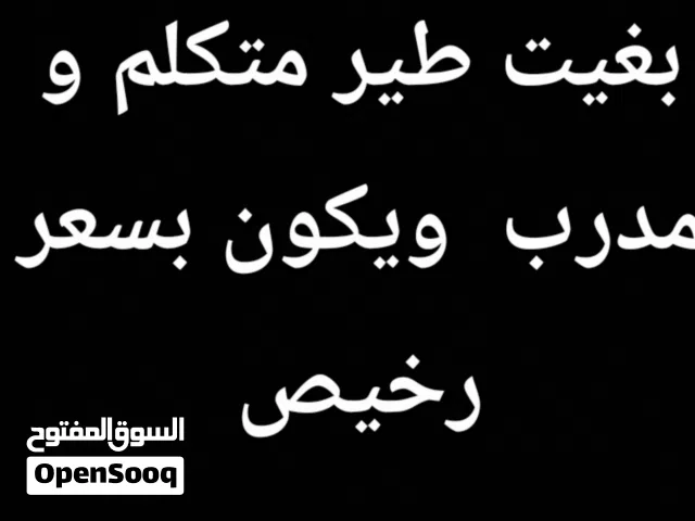 طير متكلم و متدرب