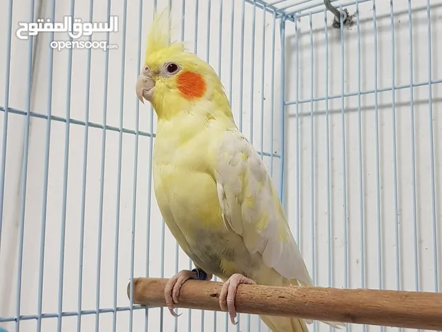 انثى لاتينو تبيض بدون ذكر .. ركب لها ذكر وابشر بالانتاج ان شاءالله