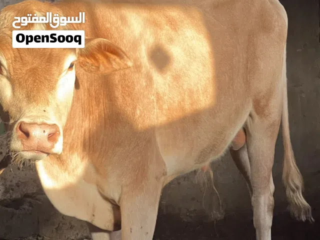 عجل عماني أصلي للبيع