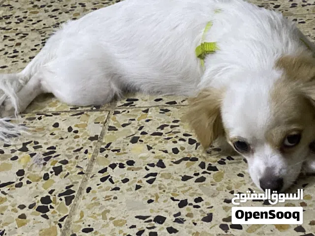 كلب نثية لولو سعر 85وبي مجال