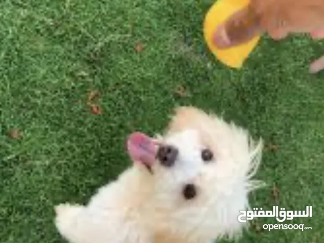 مطلوب جرو زينه لتبني