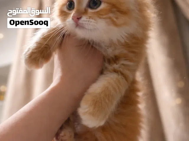 كيتن شيرازي غولد_انثى للبيع