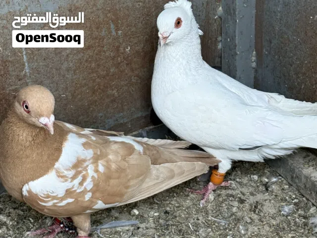 فحلين مميزين