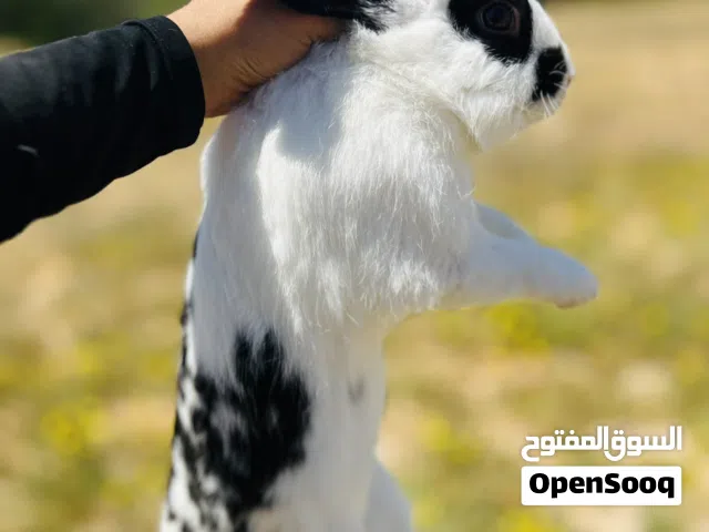 ذكر أرانب الله يبارك