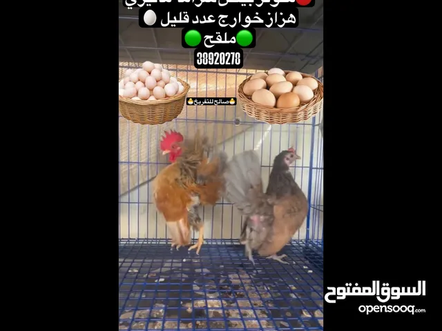 بيض ملقح للتفريخ