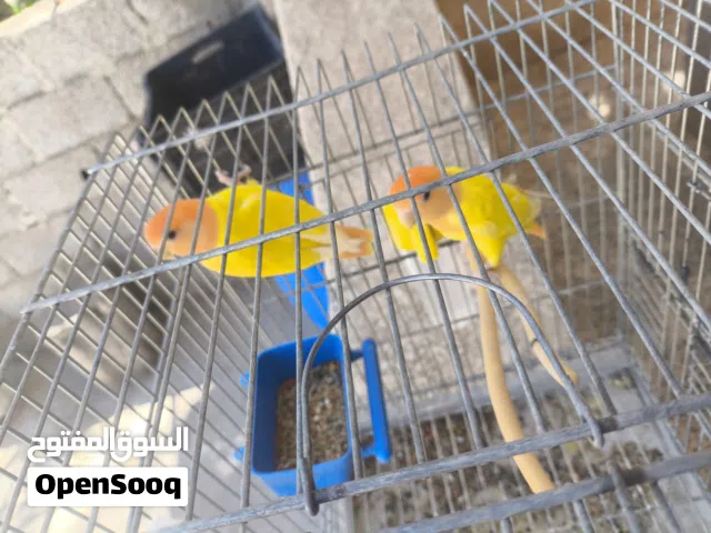 كوبيا بركديلو اورنج البيع