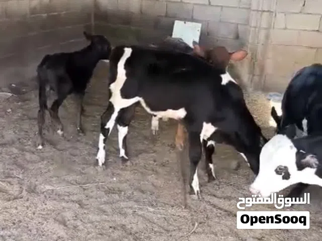 عجل ظفاري للبيع