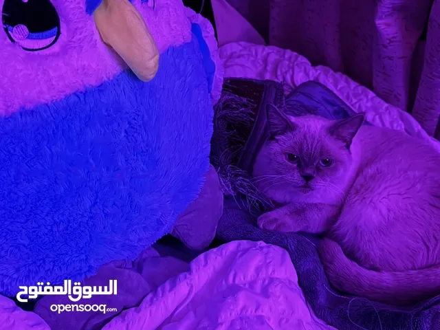 ليلي المعروفه للبيع