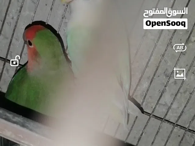 جوز روز سوبر جامبو
