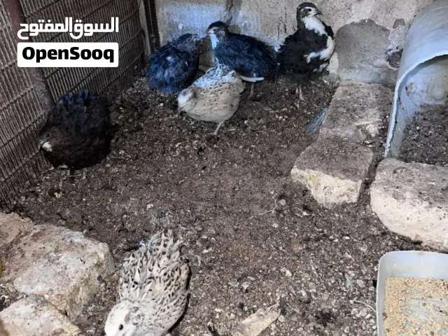 سمنان للبيع عدد 6
