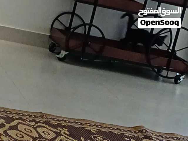 قطط لطيفة جدا للتبني